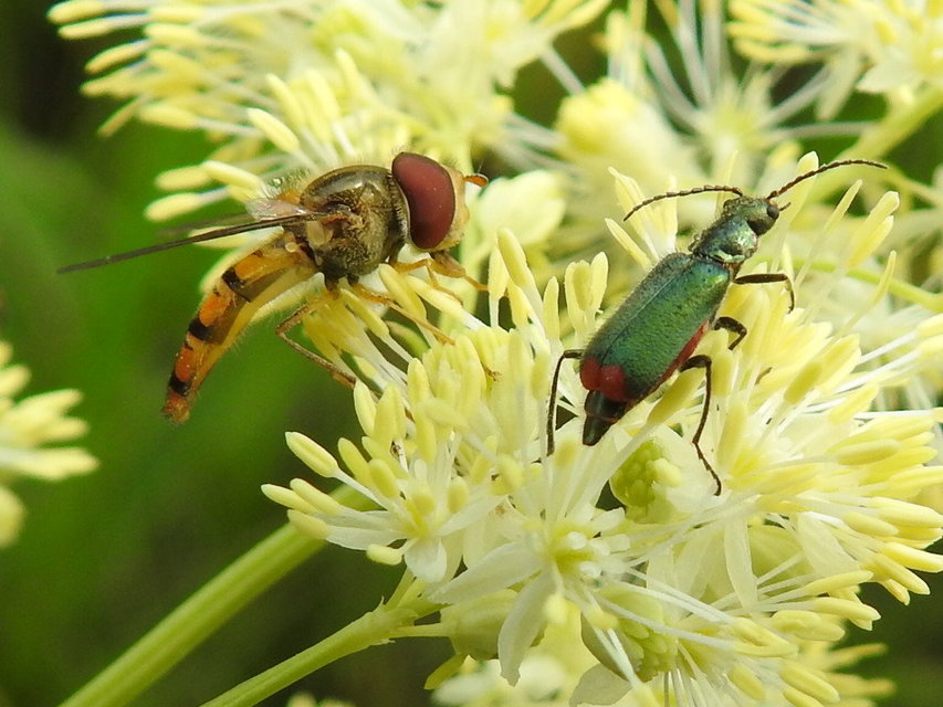 Episyrphus balteatus - ékfoltos zengőlégy