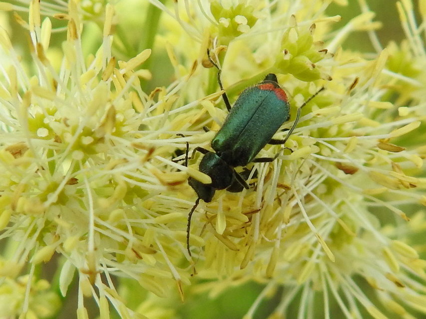 Malachius bipustulatus - kétfoltos bibircsesbogár