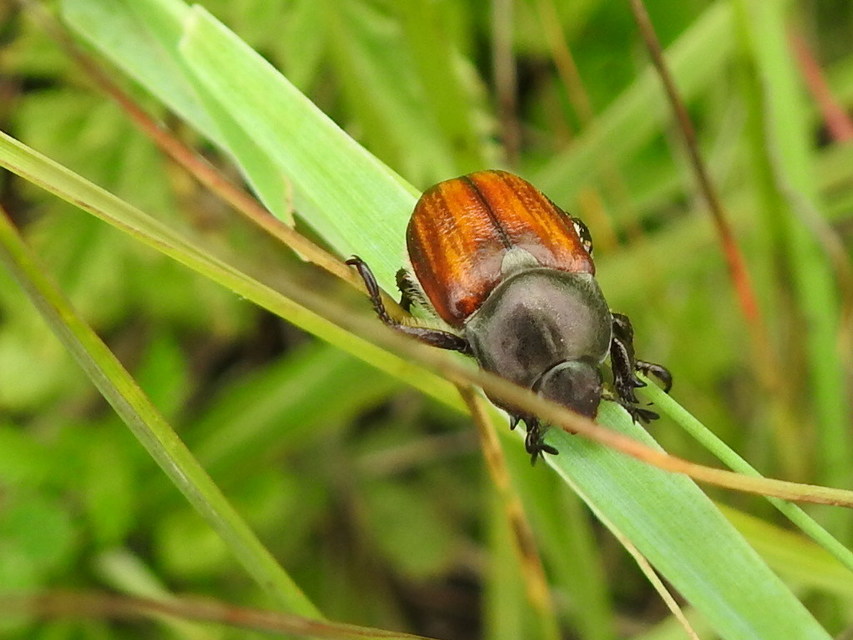 Anisoplia tempestiva - gabonaszipoly
