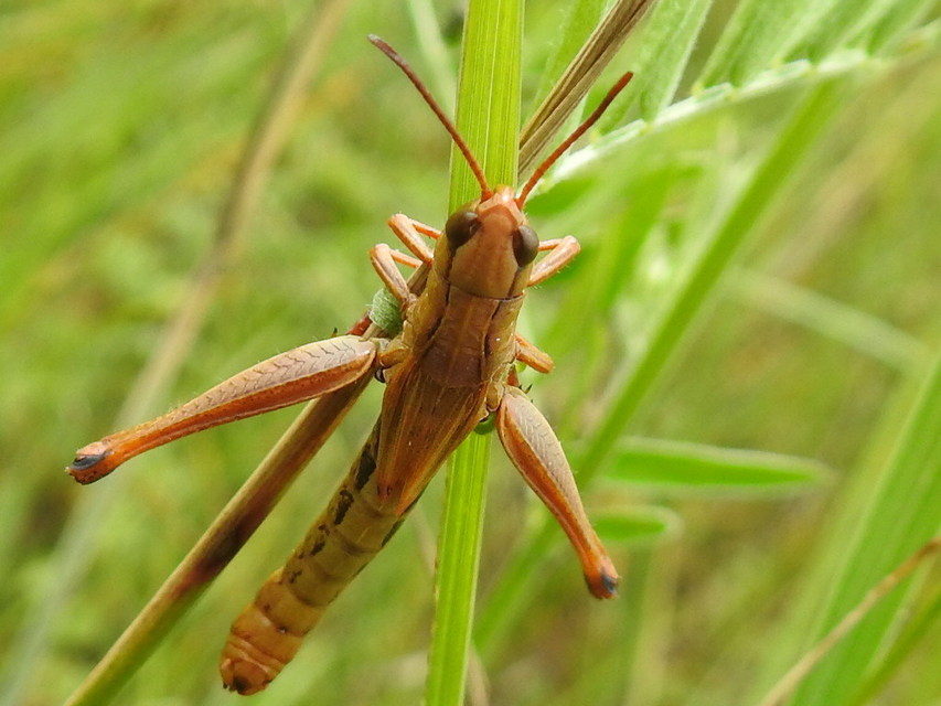 Pseudochorthippus parallelus - közönséges rétisáska