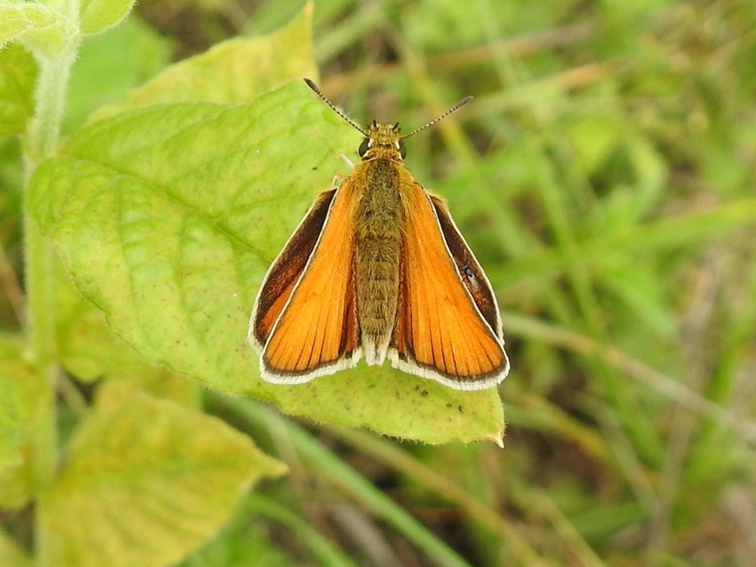 Thymelicus lineola - vonalas busalepke