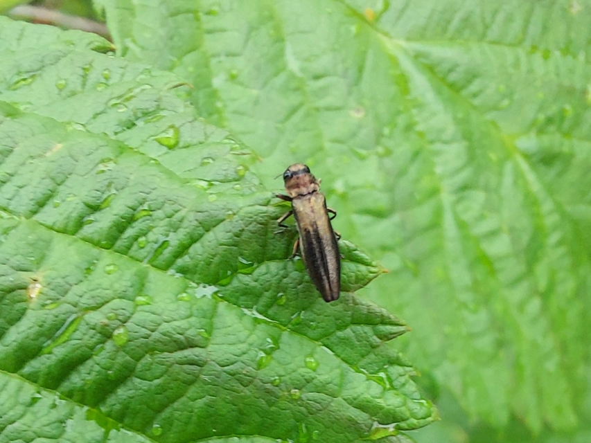 Agrilus cuprescens - földiszeder-karcsúdíszbogár
