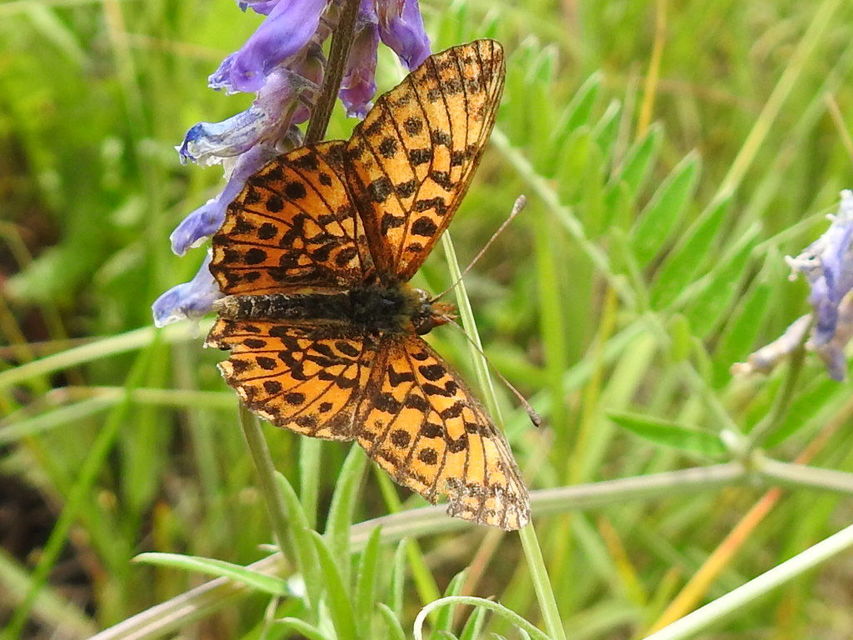 Boloria dia - kis gyöngyházlepke