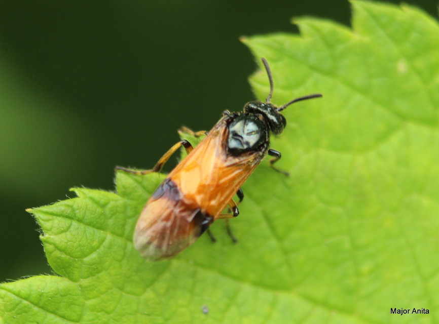 Argidae - botcsápú levéldarazsak