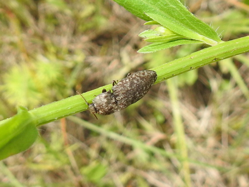 Agrypnus murinus - egérszínű pikkelyespattanó