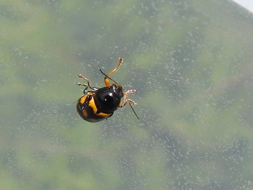 Cryptocephalus anticus - réti zömökbogár