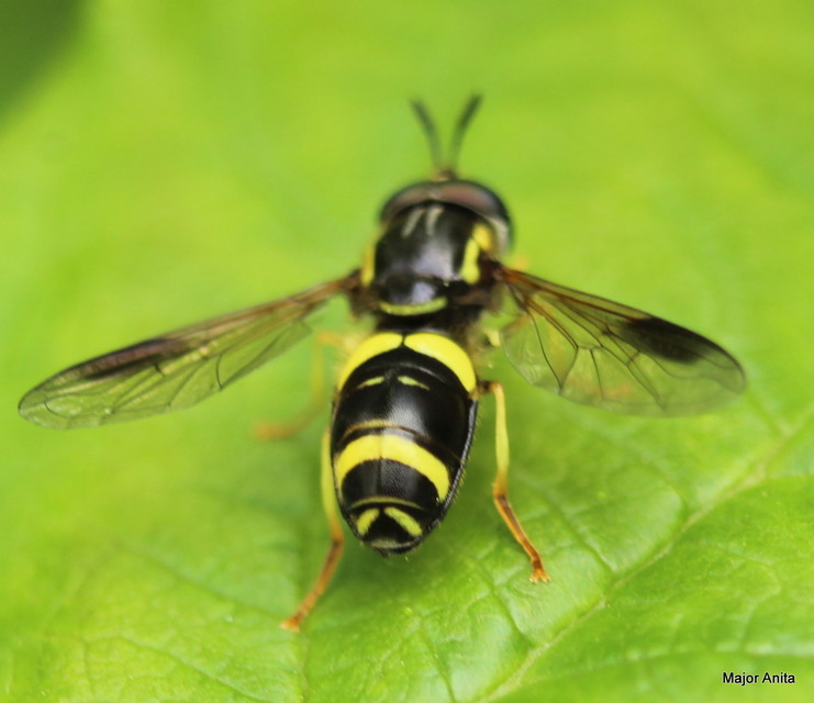 Chrysotoxum bicinctum - kétpántos öveslégy