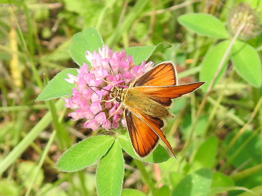 Thymelicus lineola - vonalas busalepke