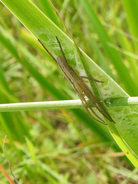 Tibellus