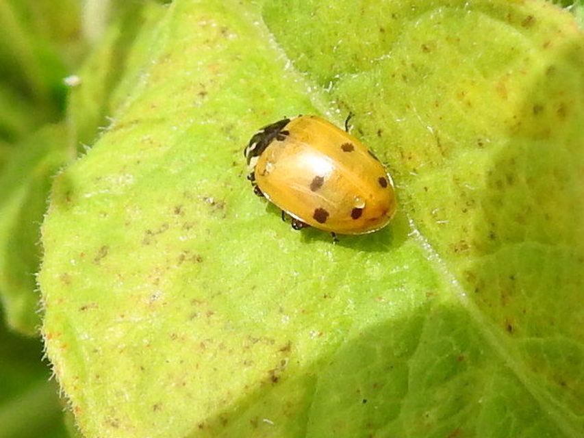 Hippodamia variegata - tizenhárompettyes katica