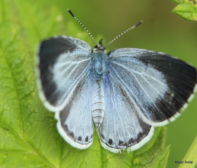 Celastrina argiolus - bengeboglárka