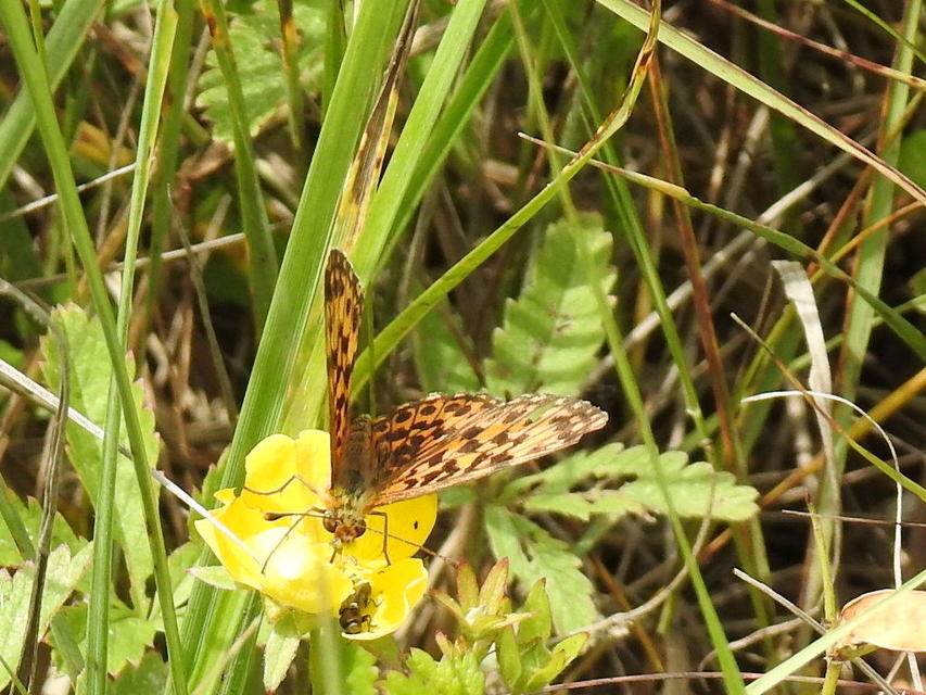 Boloria dia - kis gyöngyházlepke