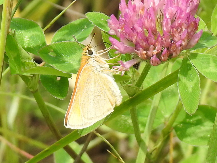 Thymelicus lineola - vonalas busalepke