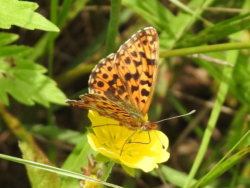 Boloria dia - kis gyöngyházlepke