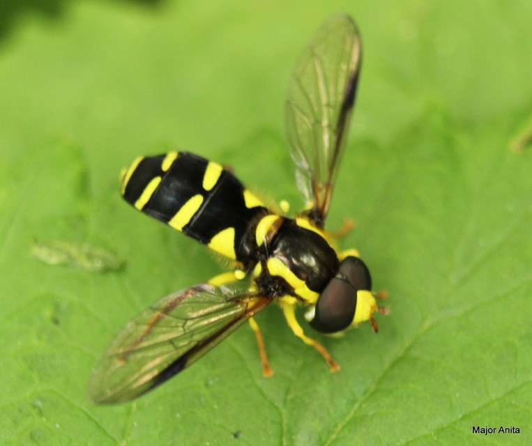Xanthogramma pedissequum - gyakori oldalsávoslégy