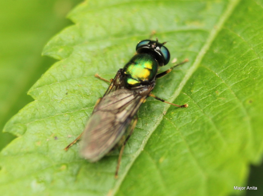 Chloromyia