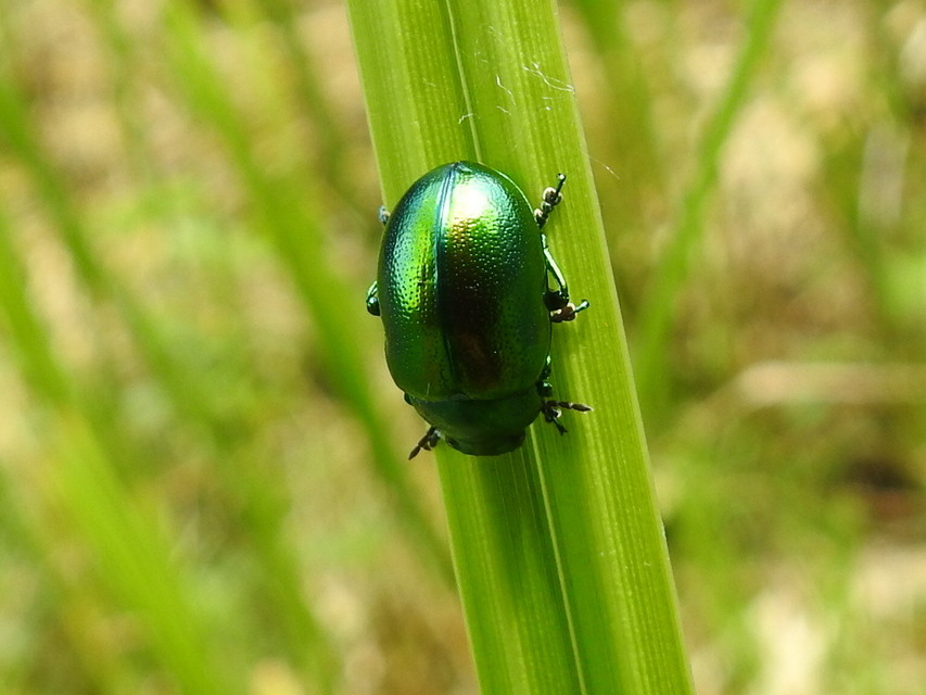 Chrysolina herbacea - zöld mentalevelész