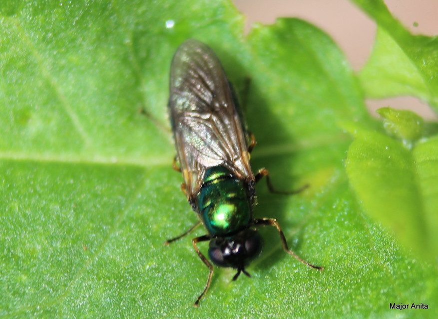 Chloromyia