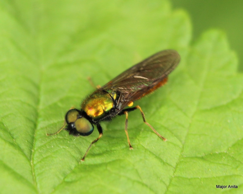 Chloromyia