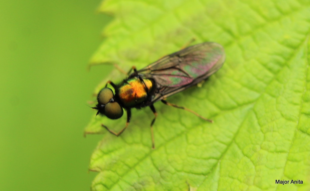 Chloromyia