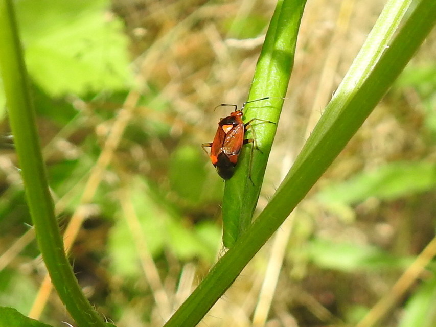 Deraeocoris ruber - vöröses mezeipoloska