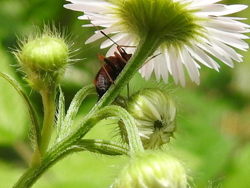 Deraeocoris ruber - vöröses mezeipoloska