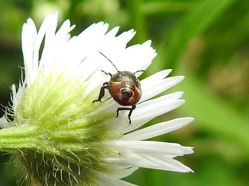 Carpocoris