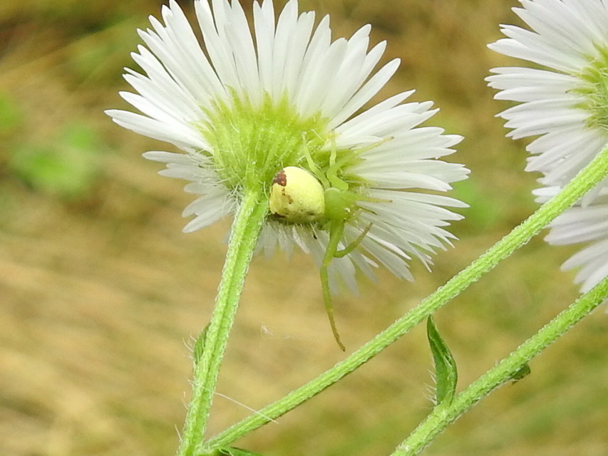 Ebrechtella tricuspidata - alakoskodó karolópók