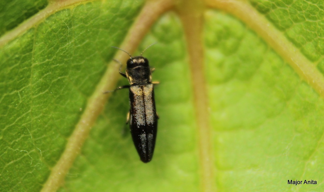 Agrilus derasofasciatus - szőlő-karcsúdíszbogár