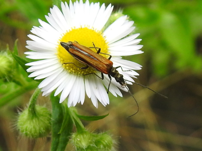 Oedemera femorata - sárgahátú álcincér