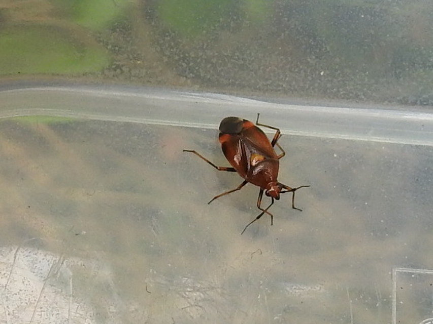 Deraeocoris ruber - vöröses mezeipoloska