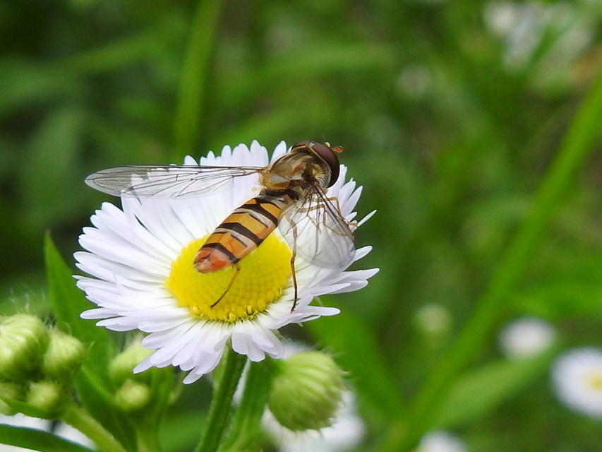 Episyrphus balteatus - ékfoltos zengőlégy
