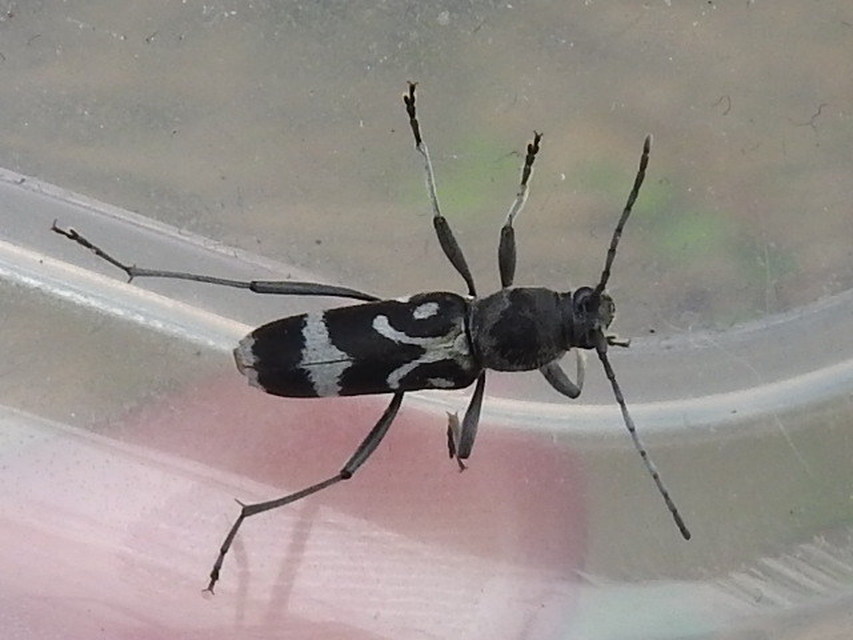 Chlorophorus figuratus - rajzos darázscincér