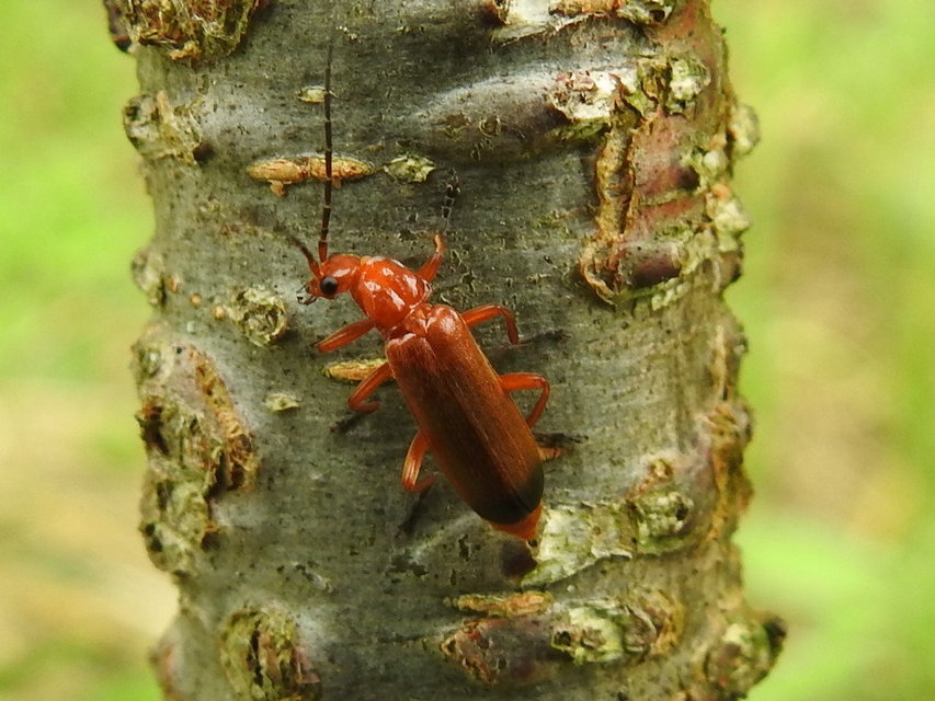 Rhagonycha fulva - feketevégű lágybogár