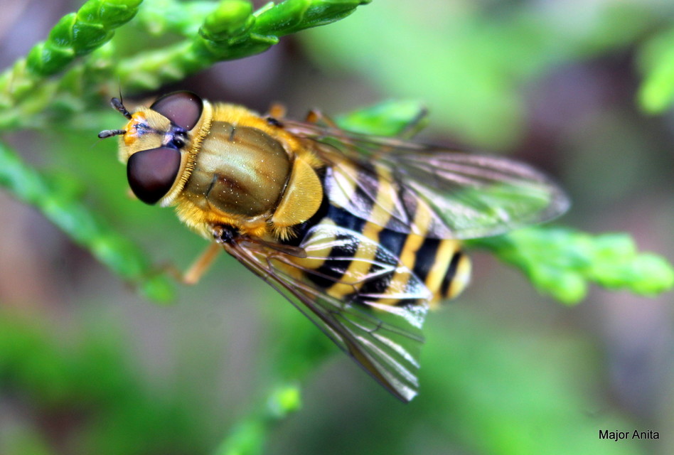 Syrphus ribesii - közönséges kertizengőlégy