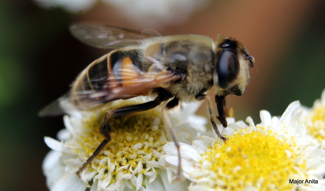 Eristalis tenax - közönséges herelégy