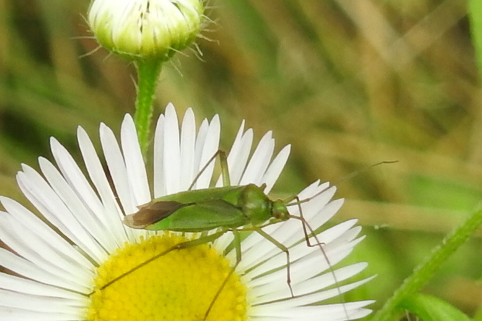 Calocoris affinis