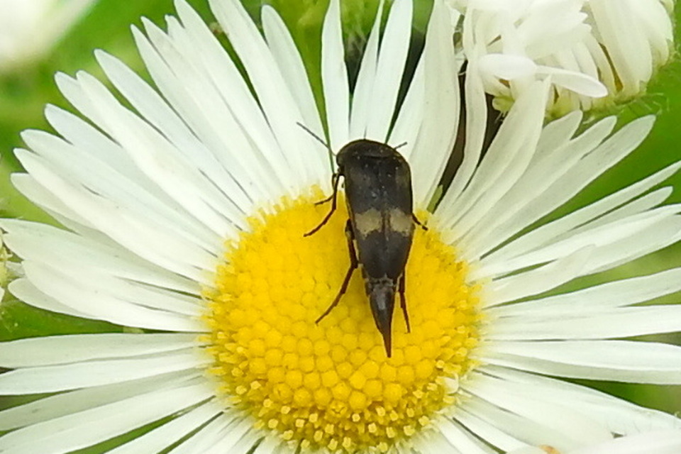 Variimorda villosa - szalagos maróka