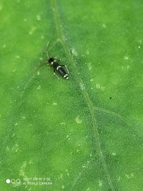 Entomobrya dorsalis