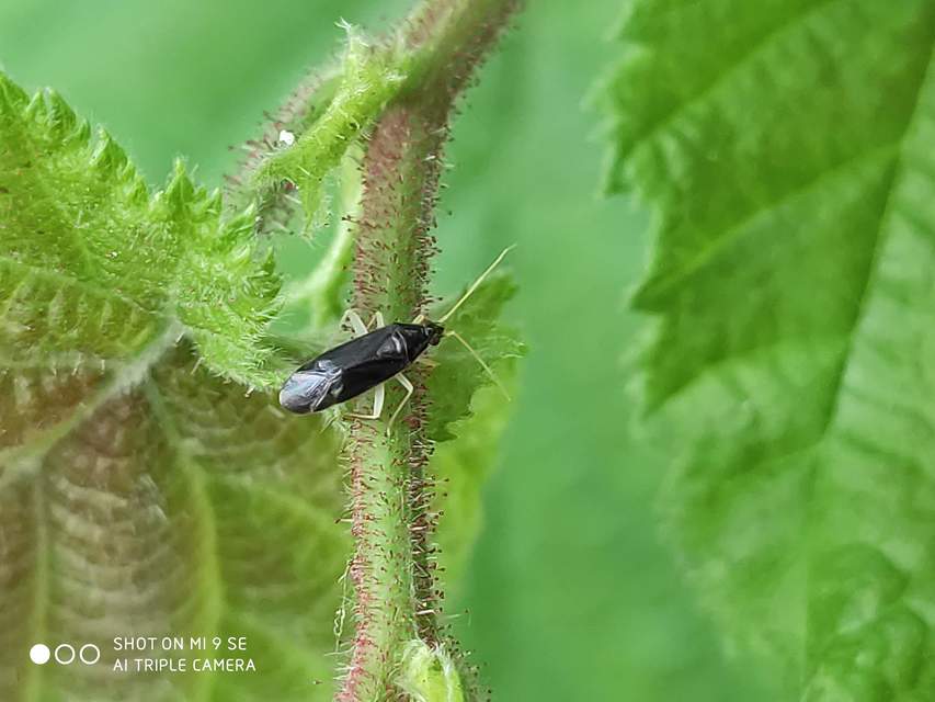 Phylus coryli - mogyorópoloska