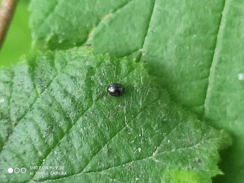 Stethorus pusillus - atkász bödice