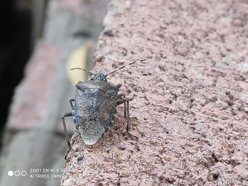 Rhaphigaster nebulosa - bencepoloska