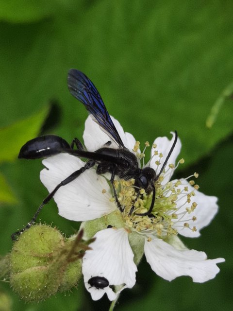 Isodontia mexicana - mexikói fűdarázs