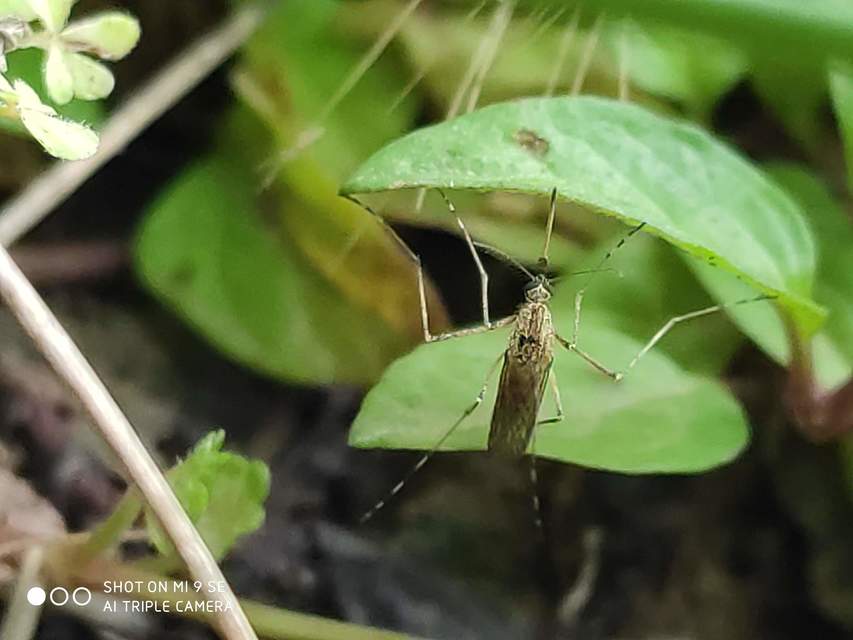 Culicidae - csípőszúnyogok