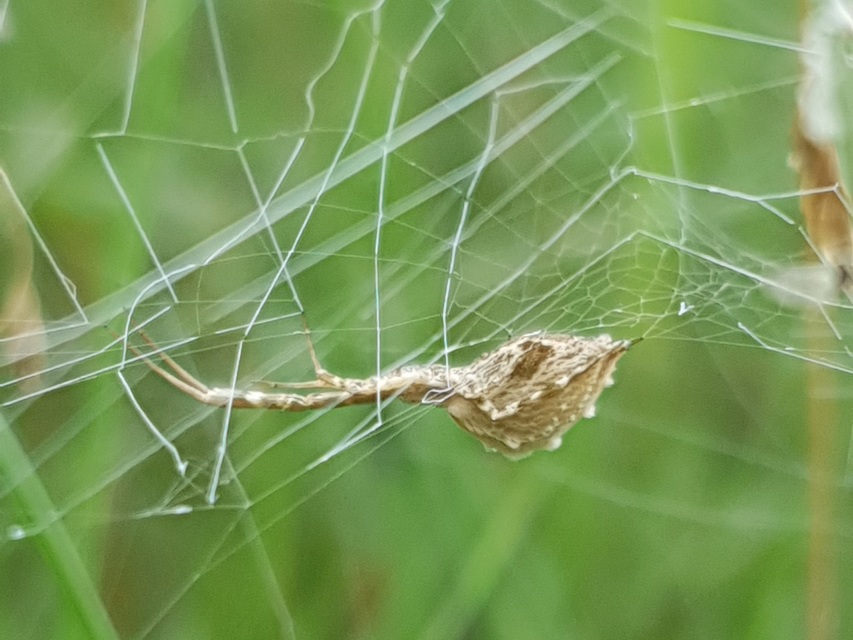 Uloborus walckenaerius - derespók