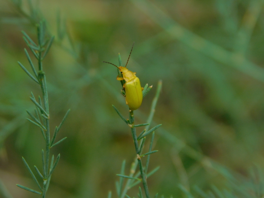 Cteniopus sulphureus - közönséges kénbogár Cteniopus sulphureus - közönséges kénbogár