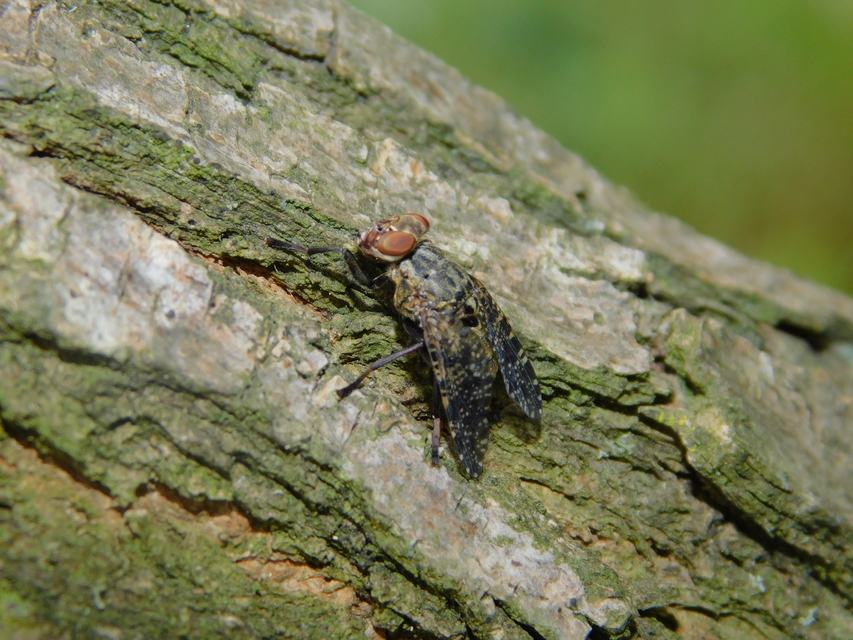Platystomatidae - laposfejű legyek