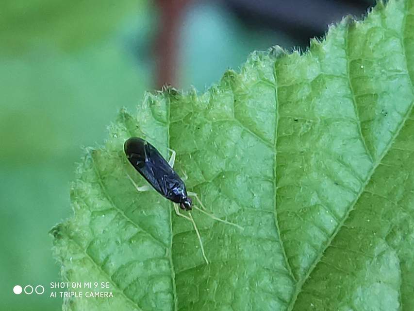 Phylus coryli - mogyorópoloska