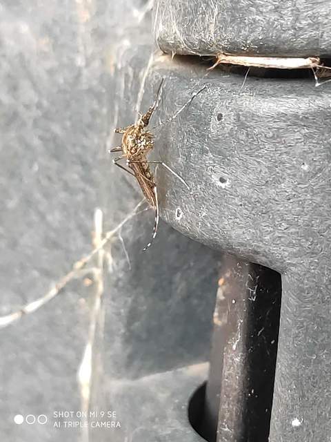 Culicidae - csípőszúnyogok
