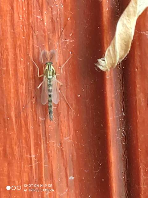 Chironomidae - árvaszúnyogok